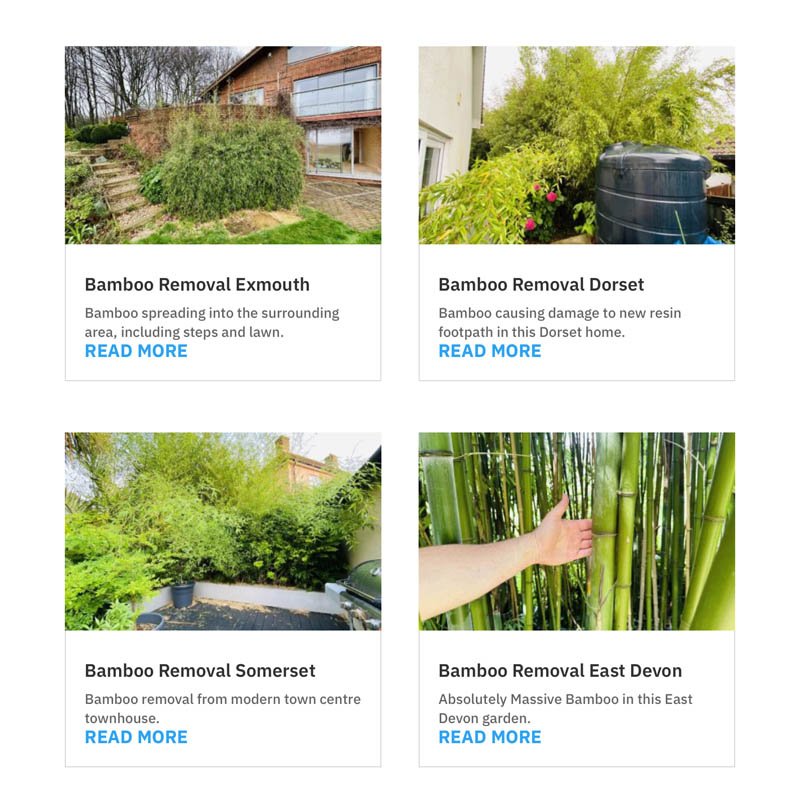 Bamboo Removal Case Studies Somerset