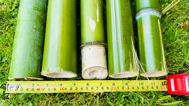 Bamboo Removal in Devon